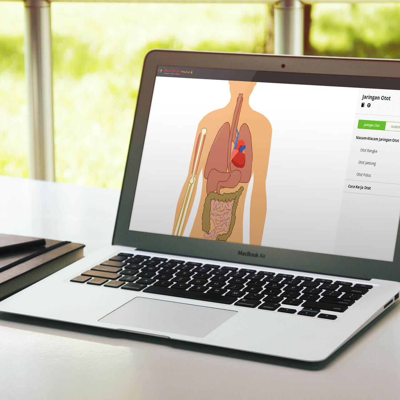 Interactive Virtual Laboratory: Muscle Tissue