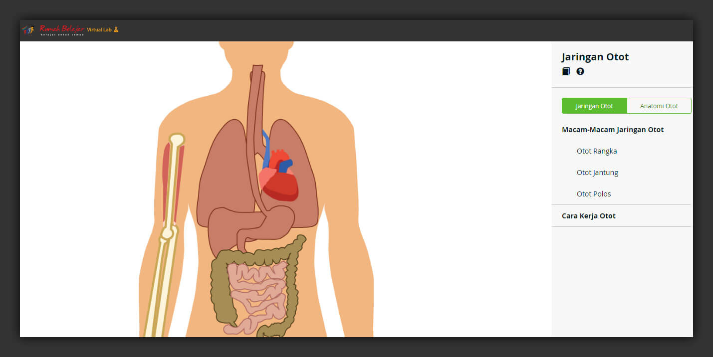 Interactive Virtual Laboratory: Muscle Tissue